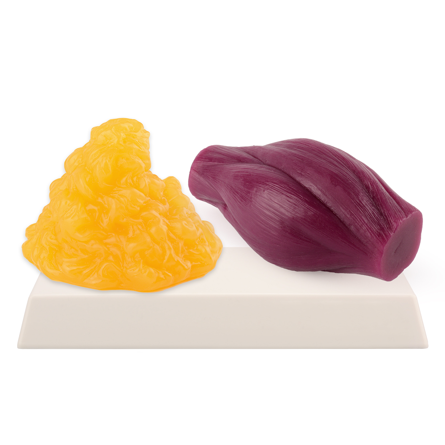 Nutrition And Fitness - 1lb Fat Replica & Muscle to
