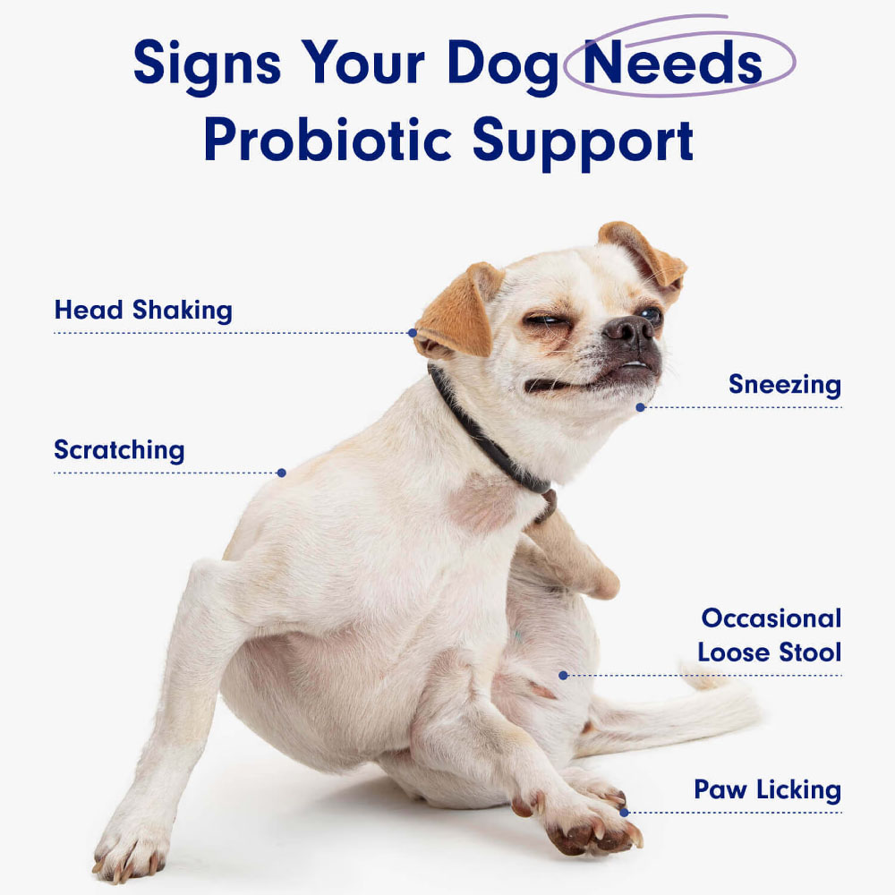Probiotics for Dog, Digestive  - Digestive Enzyme Blend incelemesi ve fiyatı