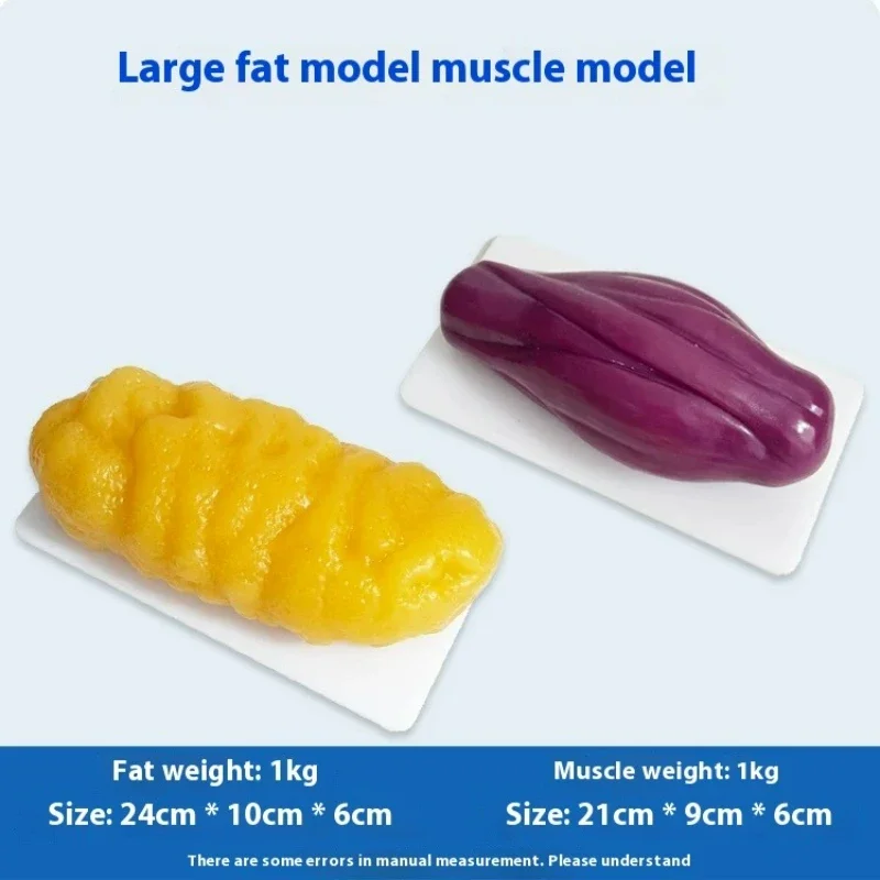 Human Muscle and Fat Replicas  - Nutrition Fitness Health incelemesi ve fiyatı