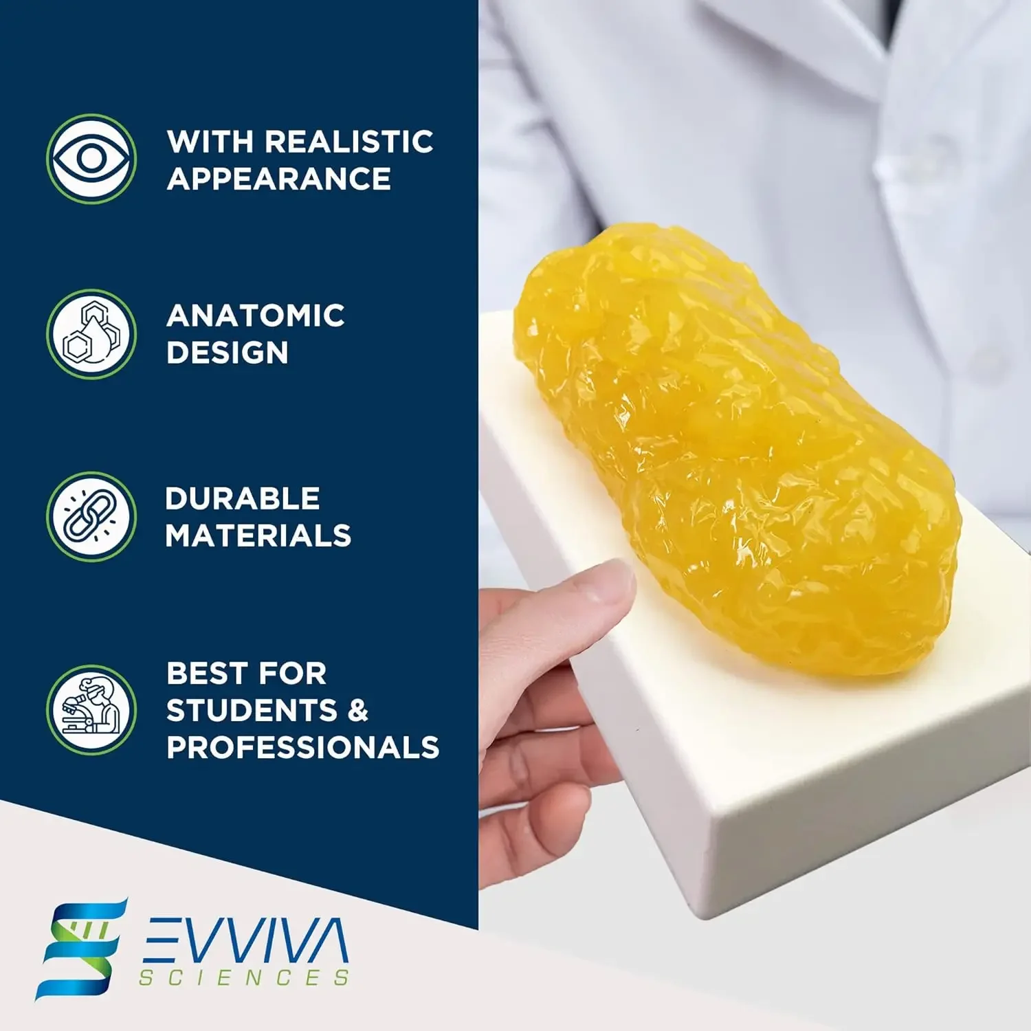 Human Muscle and Fat Replicas  - Nutrition Fitness Health incelemesi ve fiyatı