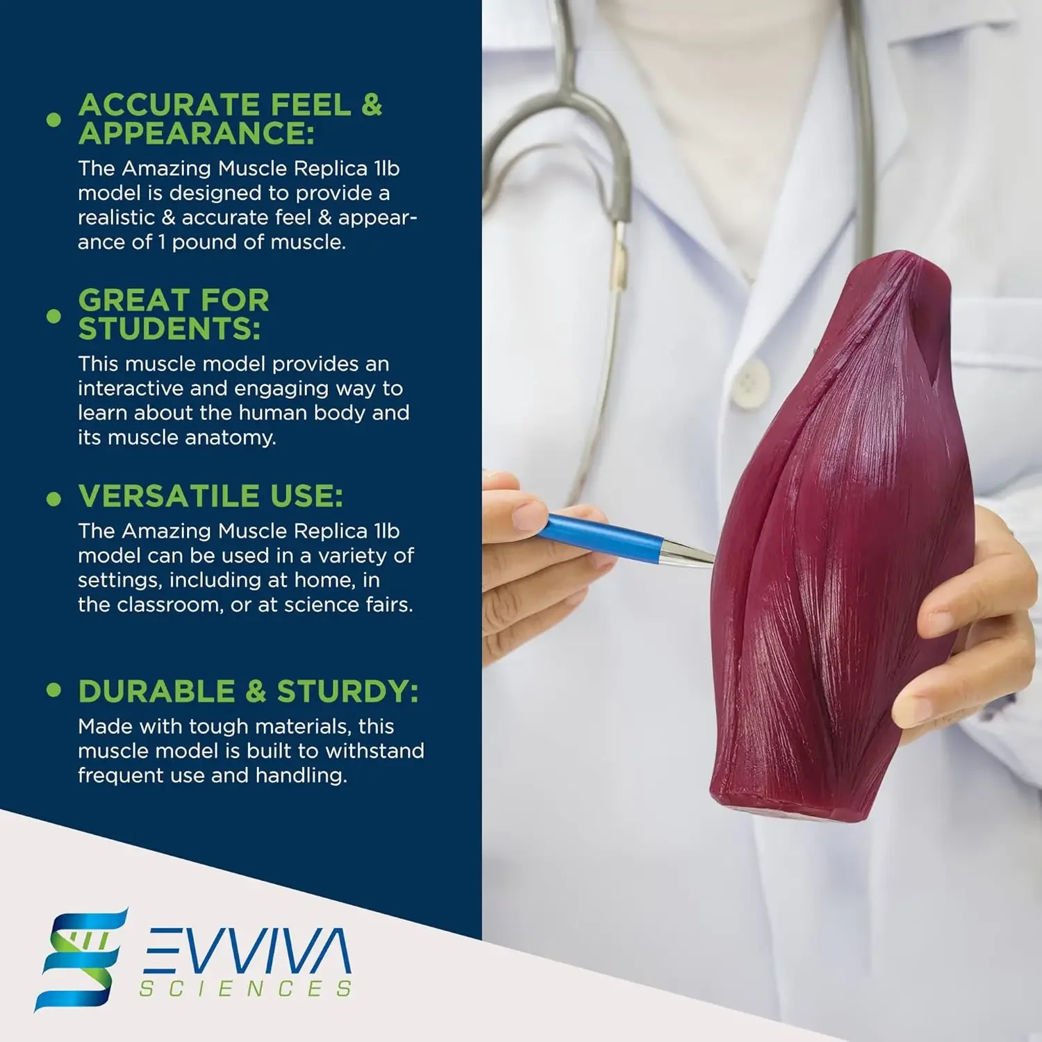 Human Muscle and Fat Replicas  - Nutrition Fitness Health incelemesi ve fiyatı