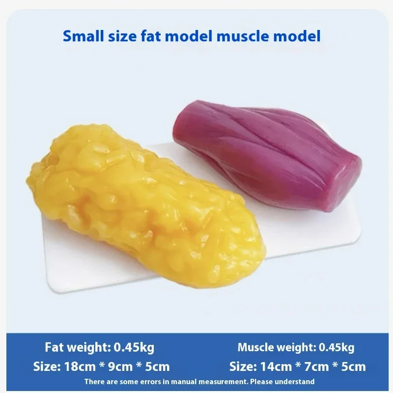 Human Muscle and Fat Replicas  - Nutrition Fitness Health incelemesi ve fiyatı